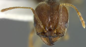 Media type: image; Entomology 32140   Aspect: head frontal view